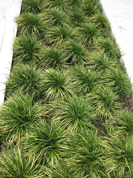 File:576px-IMG 7522 hunt09jun.jpg