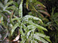 Rough Maidenhair Fern (Adiantum hispidulum)