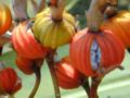 Shell Ginger (fruit dehiscing)