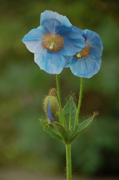 File:Blue Poppy Meconopsis sp Pair 1000px.jpg