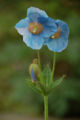 Meconopsis