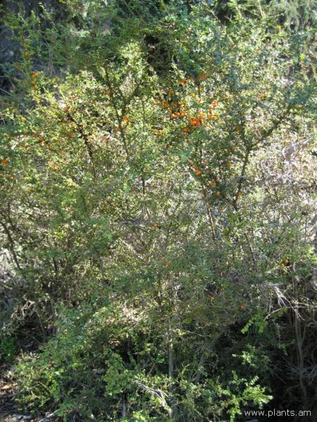 File:Citriobatus pauciflorus-orange thorn-IMG 0713 hunt07.jpg