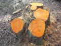 Recently coppiced stumps, showing the orange-red wood