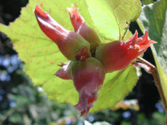 Filbert fruit, showing the elongated tubular involucre