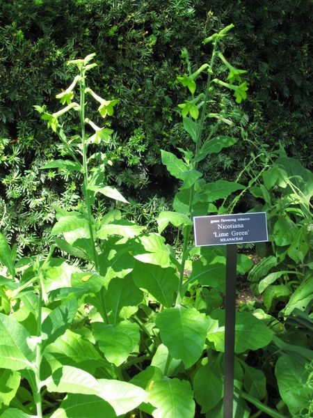 File:IMG 0048 nybg09.jpg