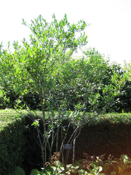 File:IMG 0074 nybg09.jpg