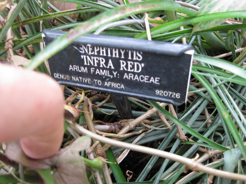 File:IMG 1019 bbg09.jpg