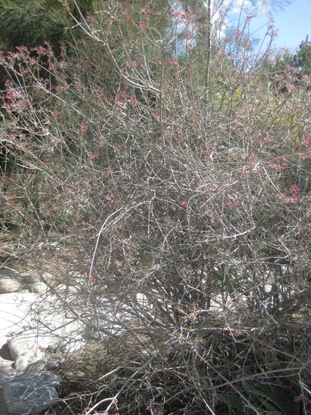 File:IMG 2277 hunt0903.jpg