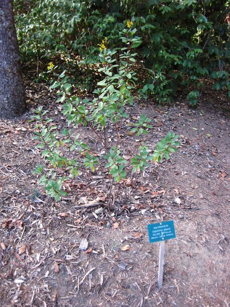 File:IMG 2497 ucla09.jpg