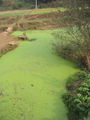 Algal blooms can present problems for ecosystems and human society