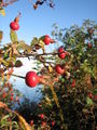 Thumbnail for version as of 05:53, 4 November 2007