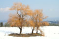 White Willows in winter time