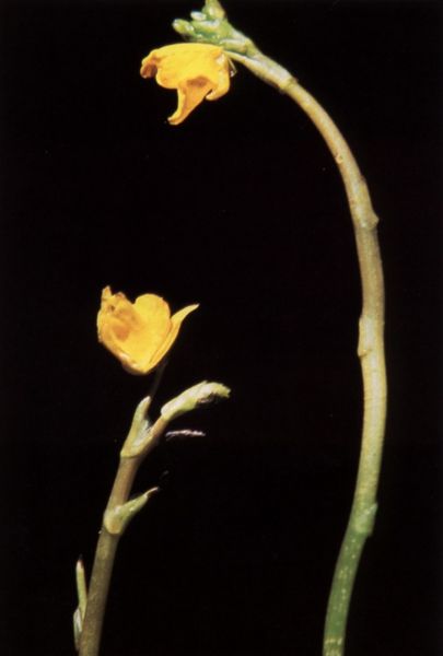 File:Utricularia minor USDA.jpg