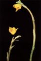 Thumbnail for version as of 20:22, 1 March 2009