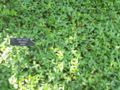 Ground cover with dense growth