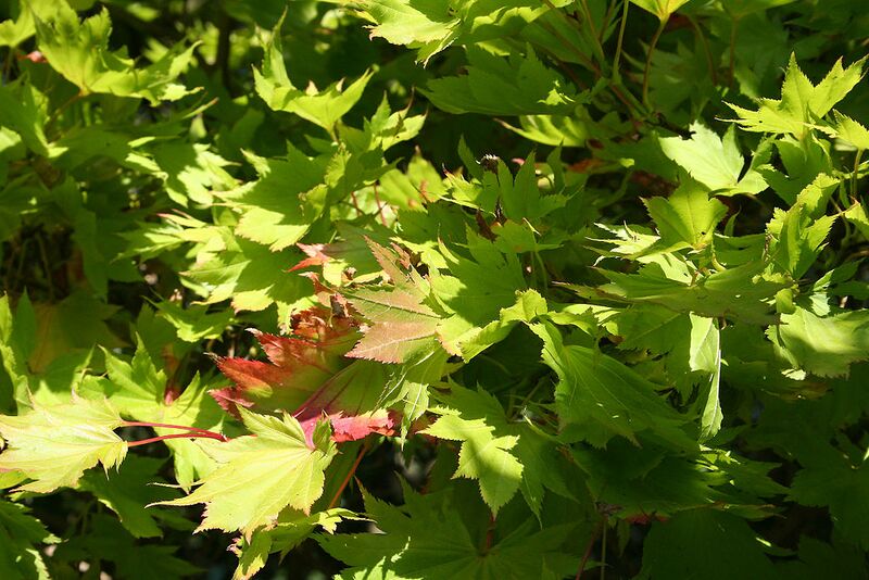 File:1024px-Acer shirasawanum 'Aureum' JPG1b.jpg