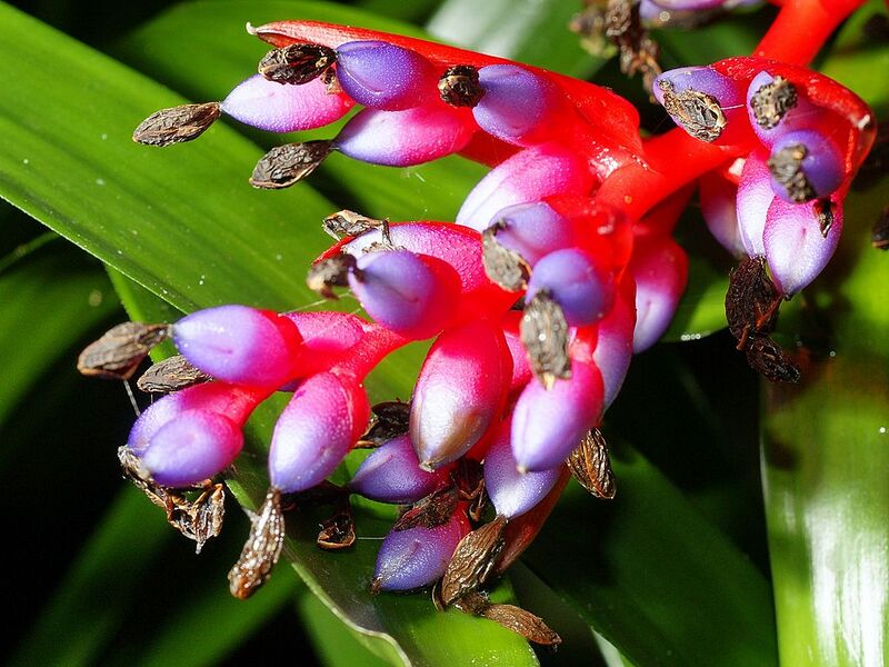 File:1024px-Aechmea weilbachii pendula.jpg