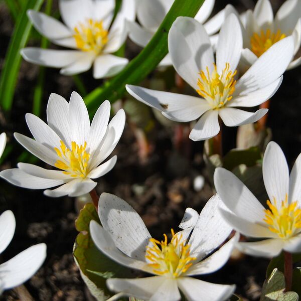 File:1024px-Bloodroot (Sanguinaria canadensis).jpeg
