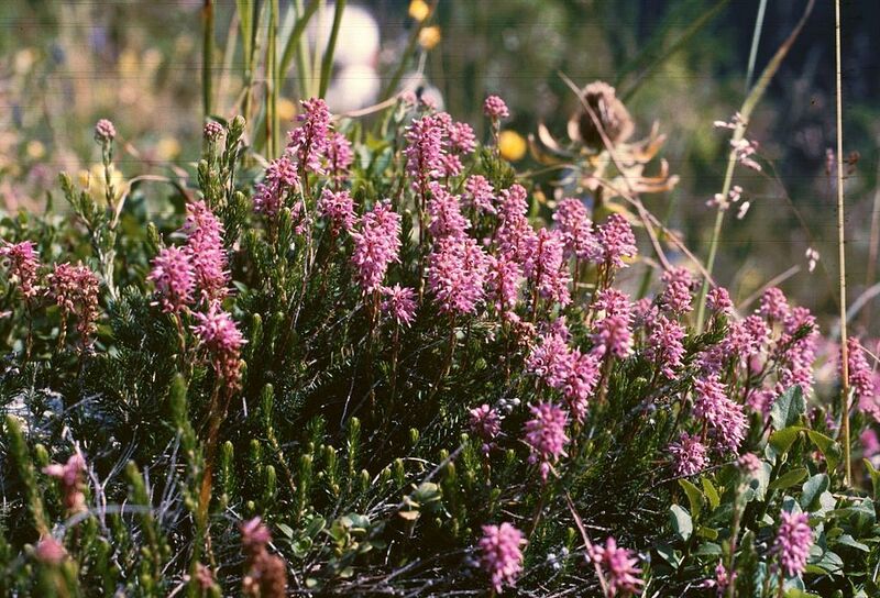 File:1024px-Bruckenthalia spiculifolia2.jpg