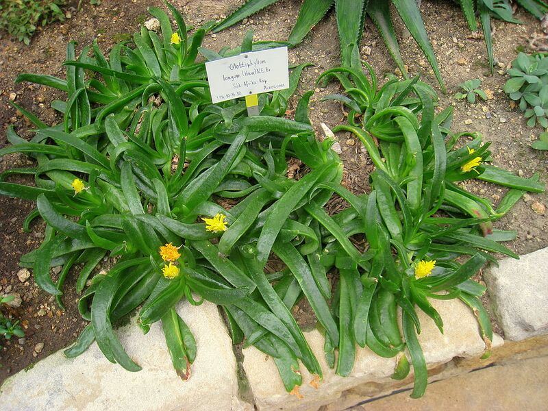 File:1024px-Glottiphyllum longum - Berlin Botanical Garden - IMG 8772.JPG