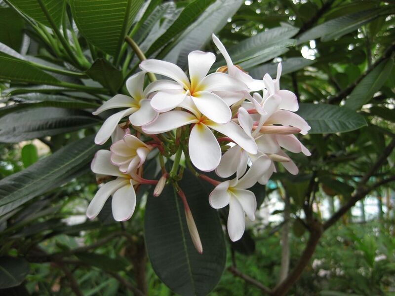 File:1024px-IMG 0929 bbg09.jpg