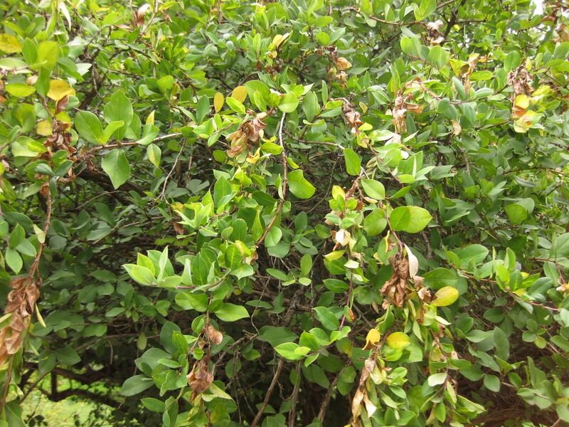 File:1280px-IMG 1379 bbg09.jpg