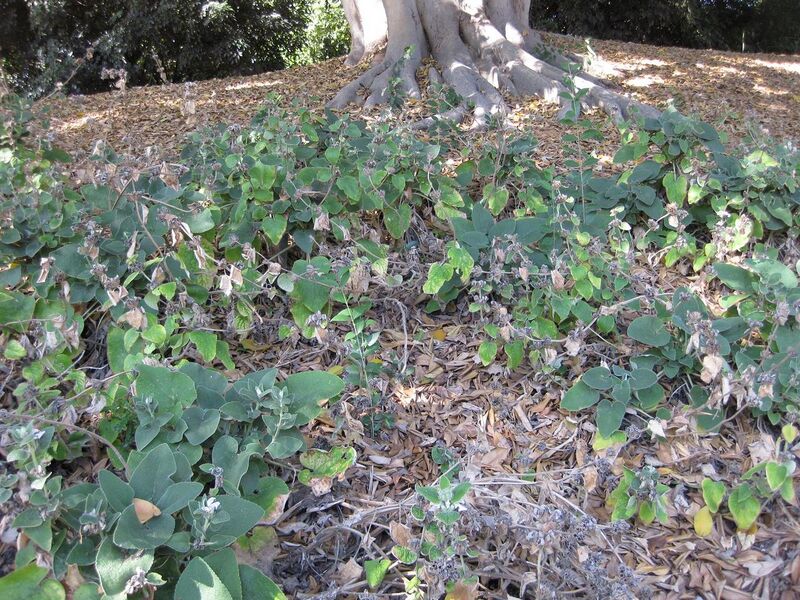 File:1280px-IMG 1901 hunt09oct.jpg