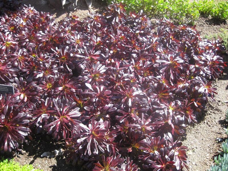 File:1280px-IMG 2129 hunt0903.jpg