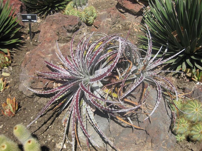 File:1280px-IMG 2203 hunt0903.jpg