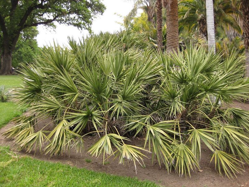 File:1280px-IMG 3934 hunt0904.jpg