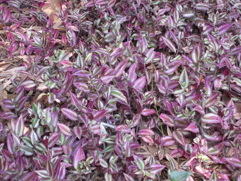 File:1280px-IMG 4192 hunt0904.jpg