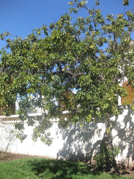 File:576px-IMG 1989 hunt0903.jpg