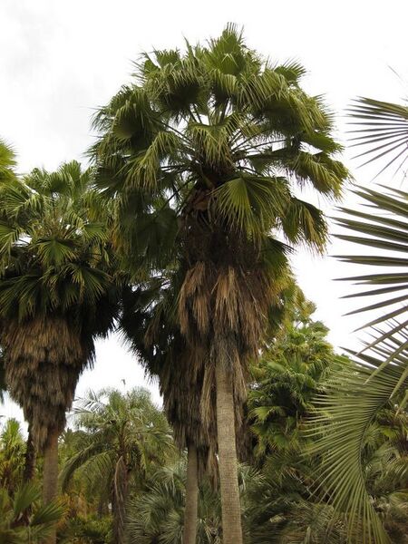 File:576px-IMG 4074 hunt0904.jpg