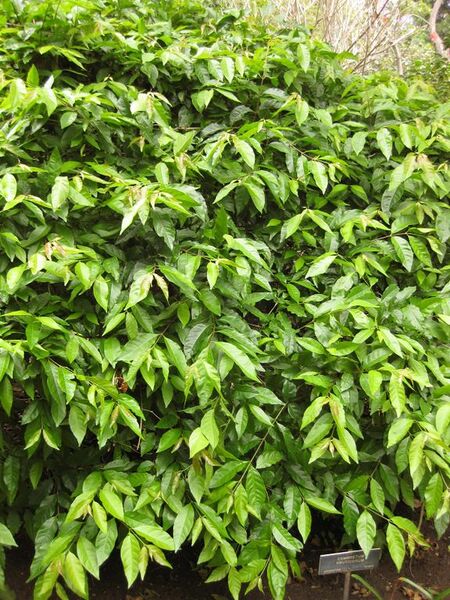 File:576px-IMG 7089 hunt09jun.jpg