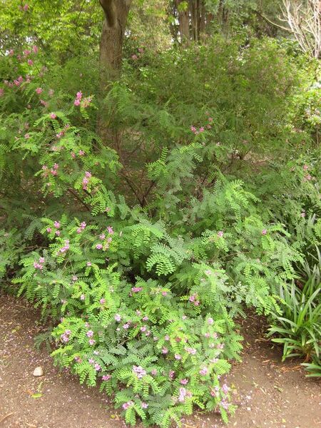 File:576px-IMG 7096 hunt09jun.jpg