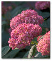 Flowers of Invincibelle Spirit Hydrangea