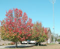 Thumbnail for version as of 15:27, 12 September 2007