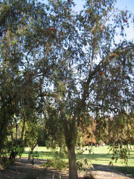 File:Callistemon viminalis-balboa-IMG 0951 hunt07.jpg