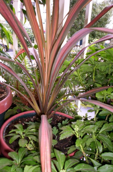 File:Cordyline Australis, paradise.jpg