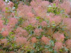 Foliage and seed heads