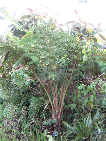 File:Cyathea atrox-IMG 7602 sfbg0308.jpg
