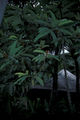 Thumbnail for version as of 17:42, 29 November 2007