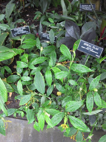 File:IMG 1199 bbg09.jpg