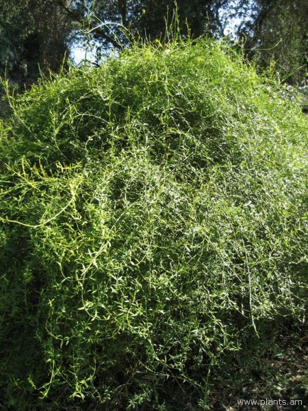 File:Jasminum suavissimum-IMG 0892 hunt07.jpg