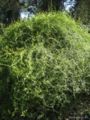 Jasminum suavissimum
