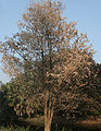 Thumbnail for version as of 09:48, 29 April 2025