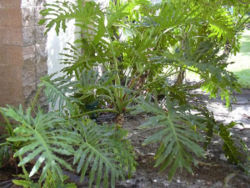Tree Philodendron (Philodendron bipinnatifidum