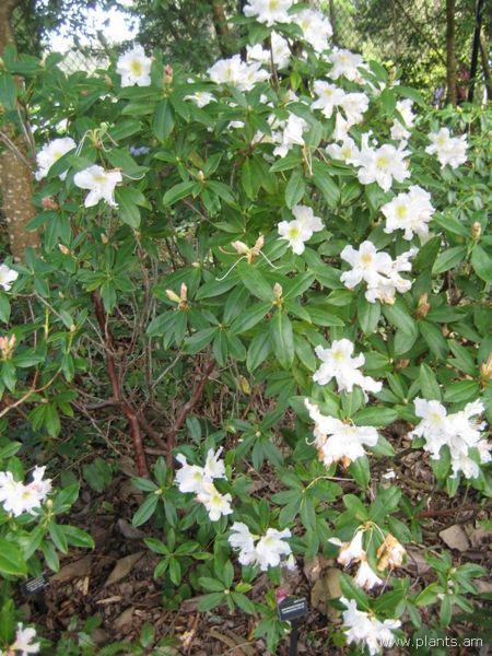 File:Rhododendron-forsterianum-IMG 7215 sfbg0308.jpg