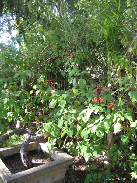 File:Salvia urica-IMG 7513 sfbg0308.jpg