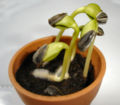 Thumbnail for version as of 14:56, 6 May 2007